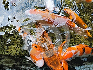 Koi Carps, swarm of fish in pond of japanese garden