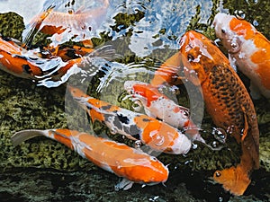 Koi Carps, swarm of fish in pond of japanese garden