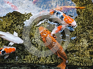Koi Carps, swarm of fish in pond of japanese garden