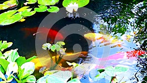 Koi carps swim in a pond with clear water