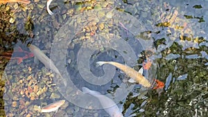 Koi carps swim in the pond, screensaver for relaxation top view dynamic shooting