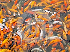 Koi carps together in a Park Pond