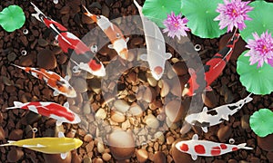 Koi or fancy koi swim in a circle. The floor of the pond has dark stones. With an open treasure chest, Many gold coins spread out