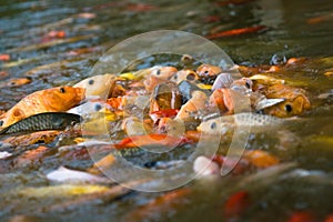 Koi feeding frenzy (1)