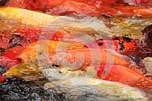 Koi feeding frenzy