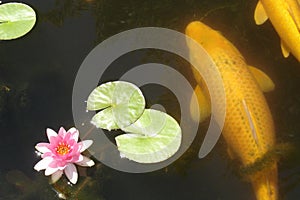 Koi Fish 02