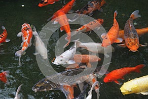 Koi fish