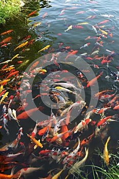 Koi fish.