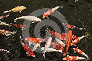 Koi fish 2