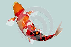 Koi fish