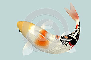 Koi Fish