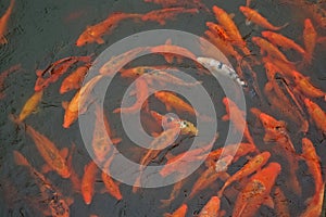 Koi fish