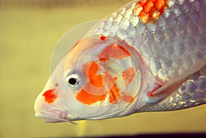 A koi fish