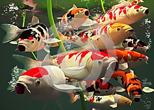 Koi Fish