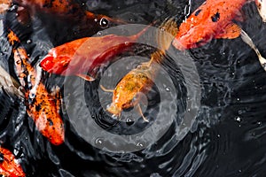 Koi fish