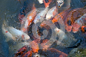 Koi fish