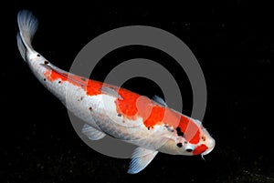 Koi Fish