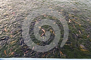 Koi fish as seen in a pond at Lekki Conservation Center Lagos Nigeria