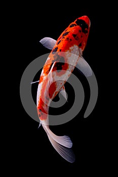 Koi fish on black background photo