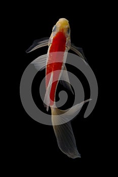 Koi fish Butterfly fresh Black background