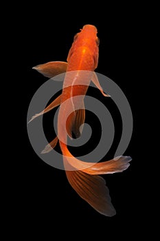 Koi fish Butterfly fresh Black background