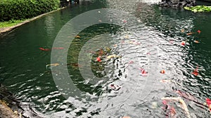 Koi fish  carp fish  in a large pond on a rainy day with natural light.