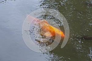 Koi fish or carp fish in pond on black background, golden red colorful fancy animals in water, relaxing time for feeding