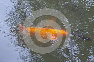 Koi fish or carp fish in pond on black background, golden red colorful fancy animals in water, relaxing time for feeding