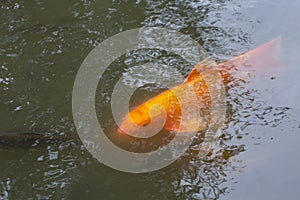 Koi fish or carp fish in pond on black background, golden red colorful fancy animals in water, relaxing time for feeding