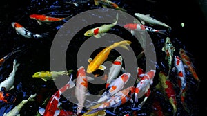 Koi fish or carp fish swimming in pond. It golden red orange and yellow of body koi fish