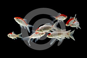 Koi fish Carp fishs moving in the pond Black background