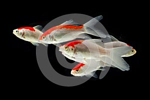 Koi fish Carp fishs moving in the pond Black background