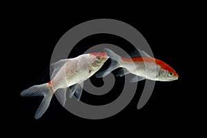 Koi fish Carp fishs moving in the pond Black background