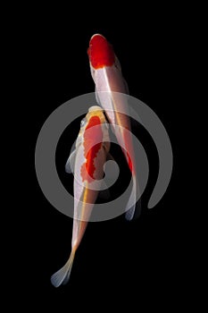 Koi fish Carp fishs moving in the pond black background