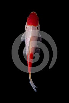 Koi fish Carp fishs moving in the pond black background