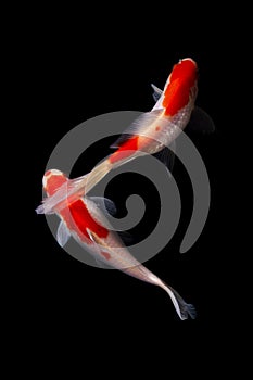 Koi fish Carp fishs moving in the pond black background