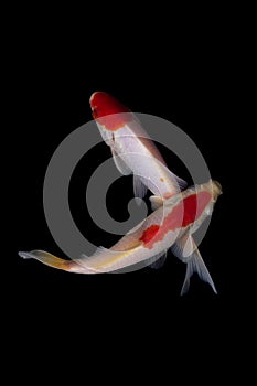 Koi fish Carp fishs moving in the pond black background