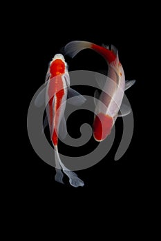 Koi fish Carp fishs moving in the pond black background