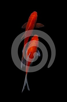 Koi fish Carp fishs moving in the pond black background