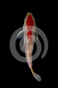 Koi fish Carp fishs moving in the pond black background