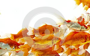 Koi fish Carp fishs moving in the pond white background