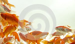 Koi fish Carp fishs moving in the pond white background