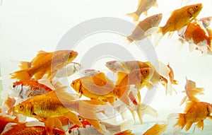 Koi fish Carp fishs moving in the pond white background