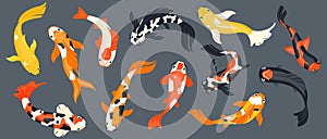 Koi fish collection. Exotic asian goldfish, colorful traditional carp in pond, chinese koi pond decoration cartoon style