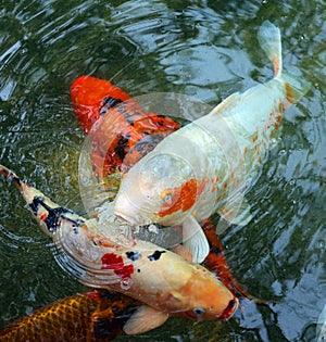 Koi fish are colored varieties of Amur carp