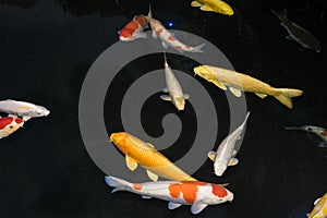 Koi fish, colorful yellow and orange Koi fishes, black background