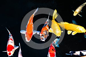 Koi fish, colorful yellow, red white and orange Koi fishes, black background