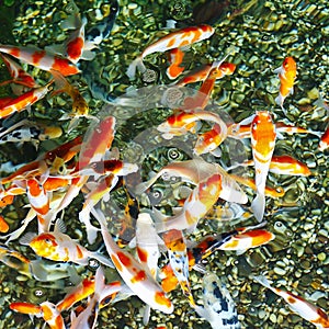 Koi Fish Cyprinus carpio haematopterus, also known as the nishikigoi koi in habitat. View from above