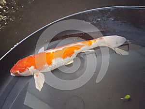 Koi fish or Cyprinus rubrofuscus