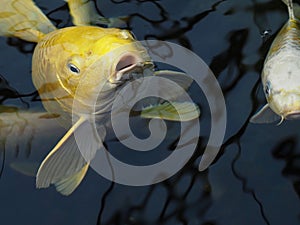 Koi Fish Or Cyprinus Rubrofuscus